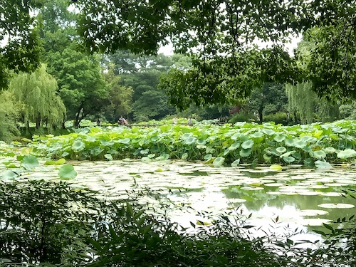 七月九日 澳门银河
 走西湖-关注西湖十景垃圾分类问题小分队 曲院风荷实景