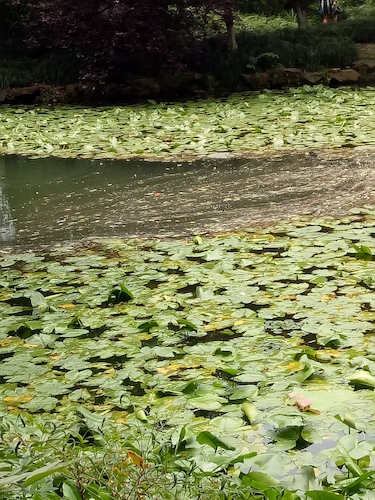 七月九日 澳门银河
 走西湖-关注西湖十景垃圾分类问题小分队 水质污染