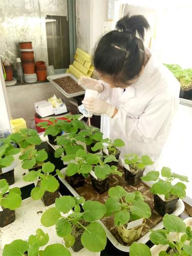 七月二十日 澳门银河
国创项目“毅治毒”科研小分队 摩擦接种撒石英砂有助于接种成功