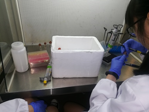 七月二日 澳门银河
 “走进转基因”社会实践小分队 正在做实验的本科生